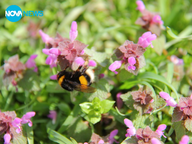 Честита първа пролет!