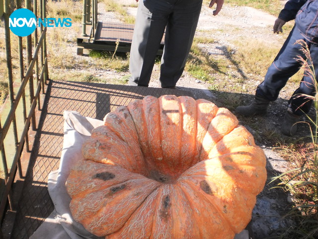 Голяма тиква от Трънково