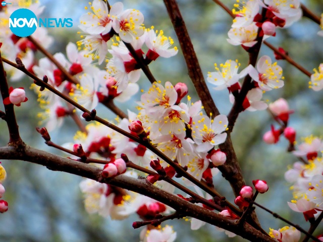 Мартенски красоти