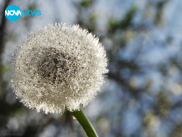 Утринна роса по глухарчетата