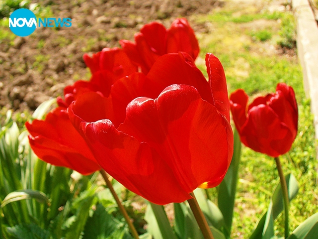 Прекрасни червени лалета