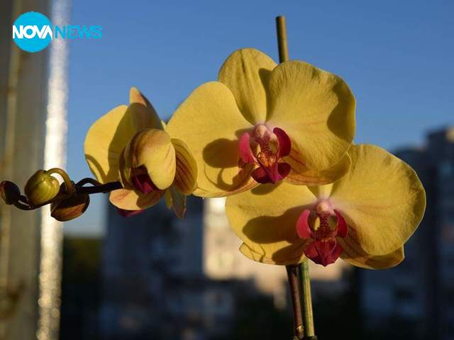 Цветна пролет