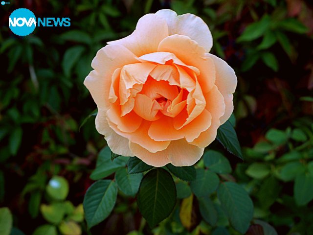 Пролетни цветя за прогнозата на времето