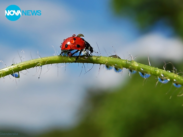 Калинка през месец май