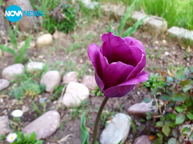 Пролетно лале в лилаво