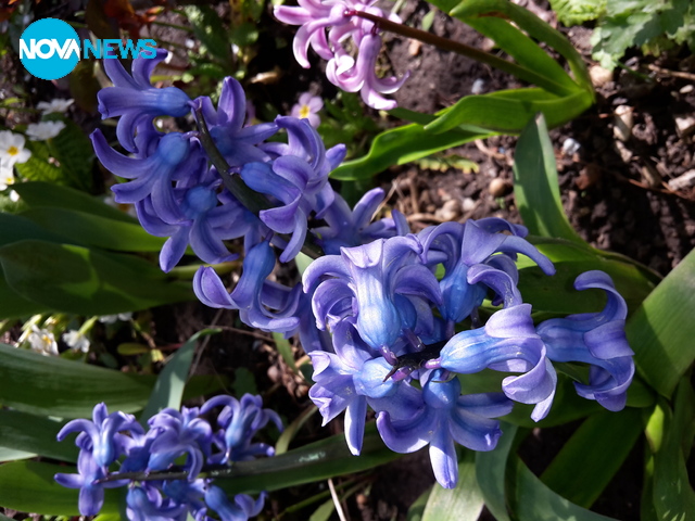 Ухание на пролет