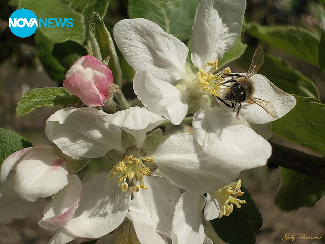 Ябълков цвят