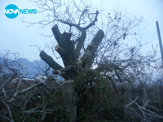 Осакатиха половинвековно дърво