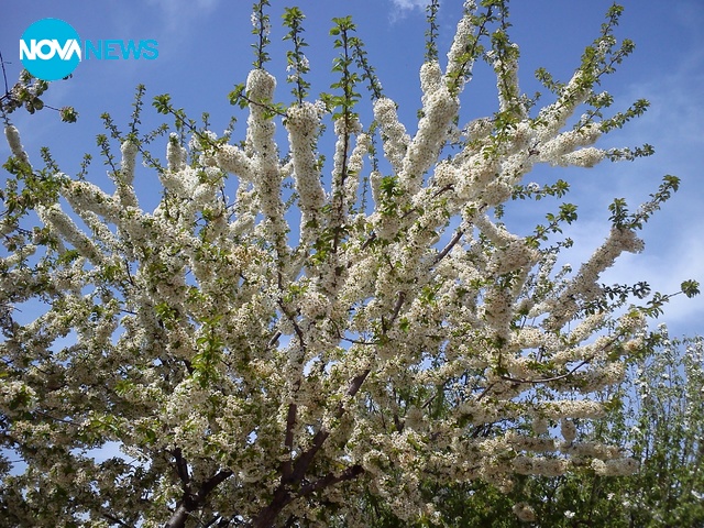 Пролетен цъфтеж