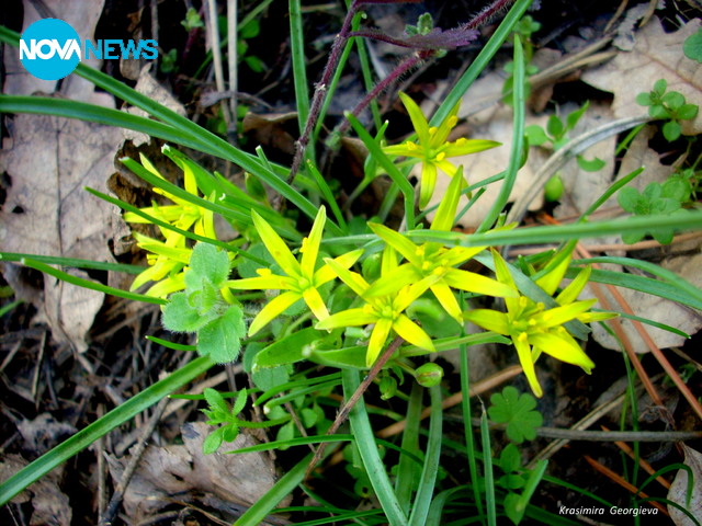 Пролетни звезди