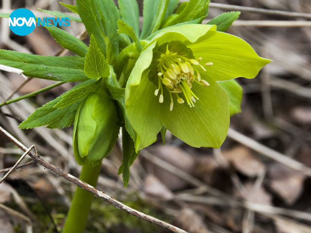 Пролет на Витоша