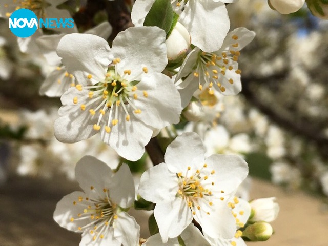 Цветя за 8 март