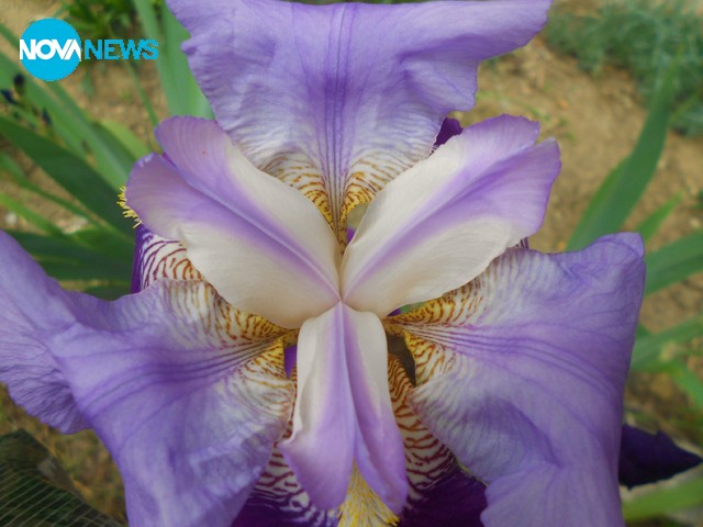 Пролетна нежност