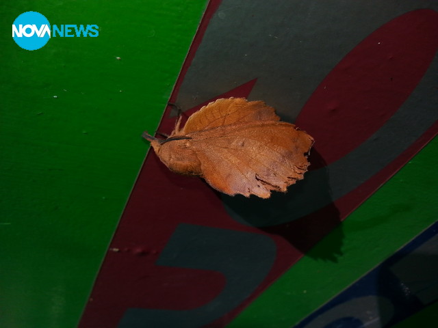 Странен вид пеперуда обитава Монтана