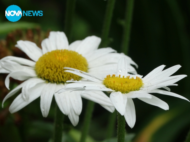 Маргаритки след дъжд