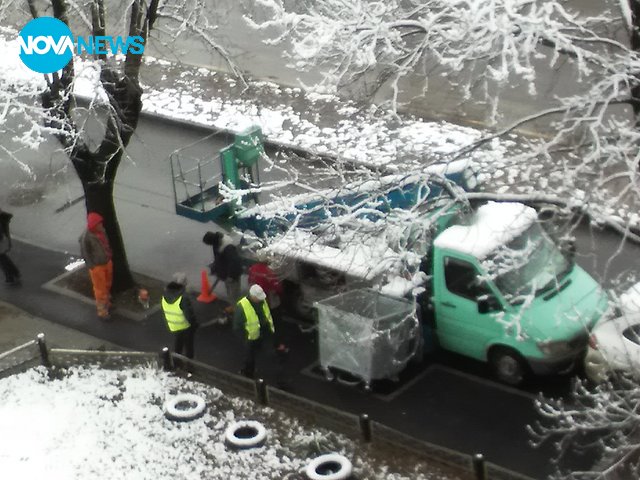 Сеч на дървета по бул. "Сливница" в София
