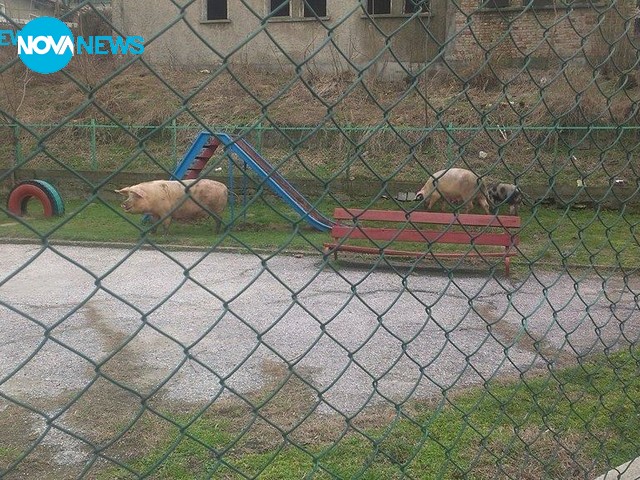 Прасета в детската градина!
