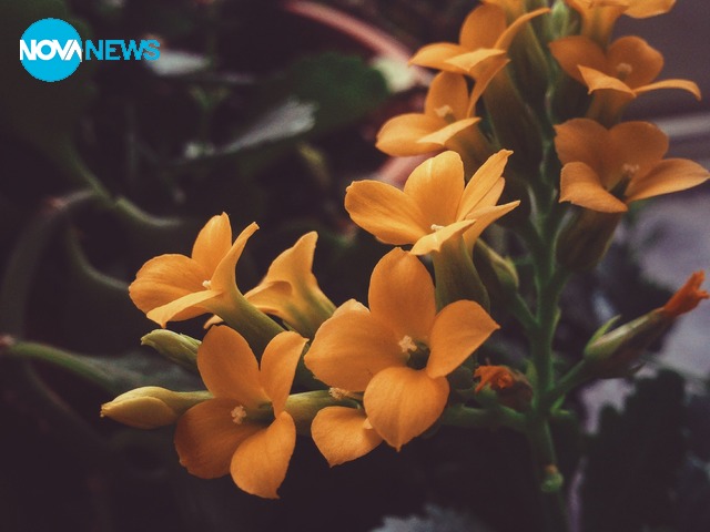 Красива пролет