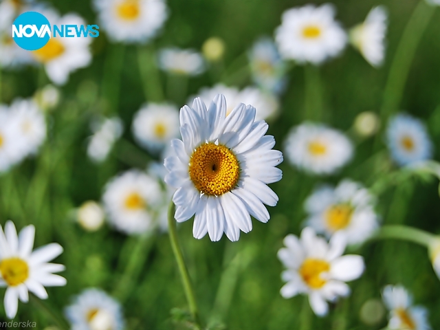 Мечти в полето