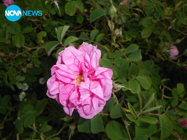 С дъх на рози!