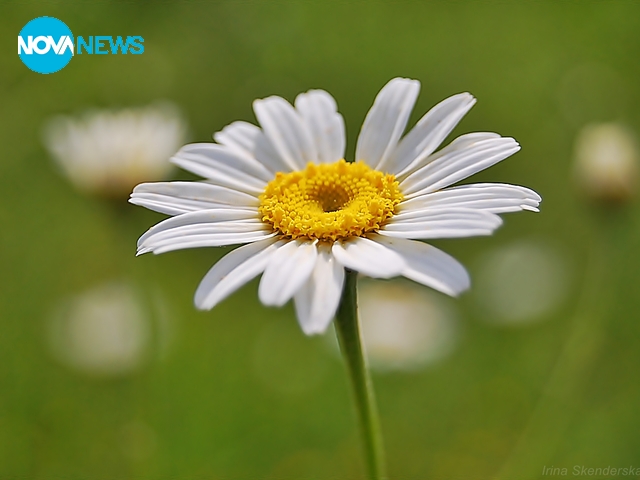 Маргаритка