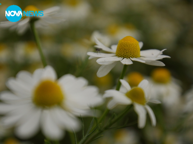 Красиви цветя!