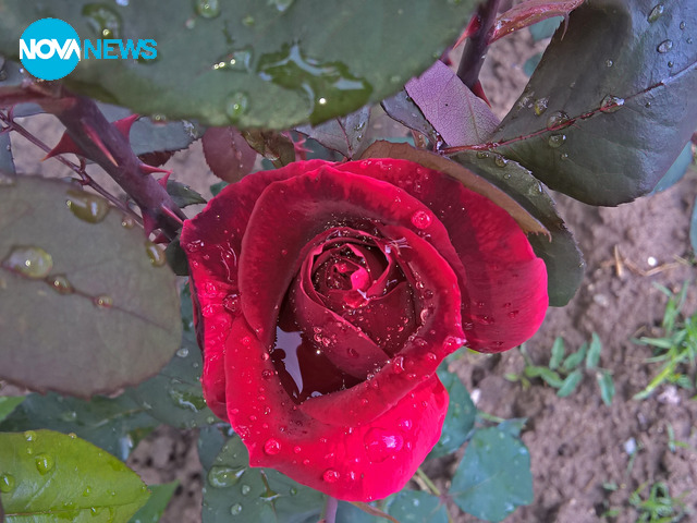 Красотата след дъжд - 2