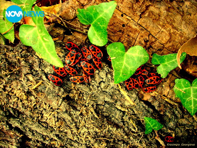 Светът на божи кравичките