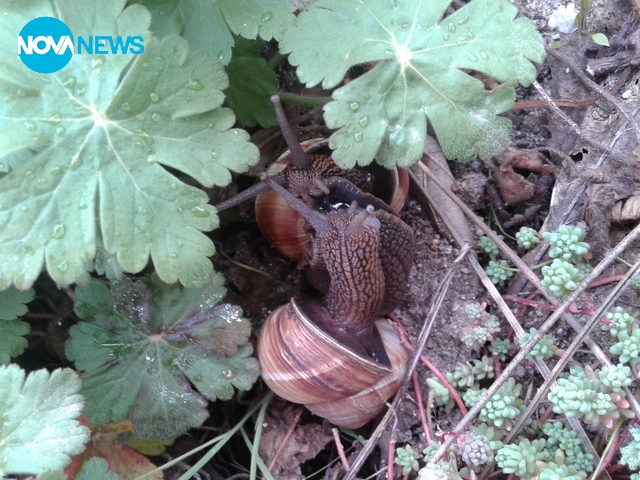 Пролет сред природата