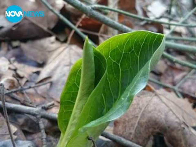 Пролет през февруари