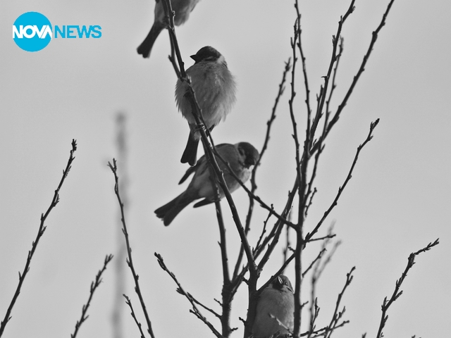 Седянка на врабчета