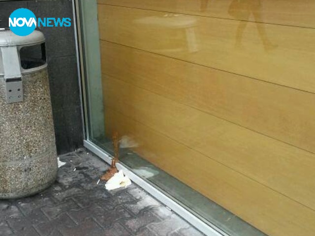 Не бездомните кучета замърсяват