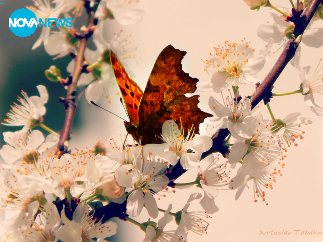 Пролетта и пеперудите