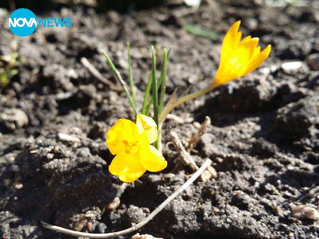 Първият минзухар