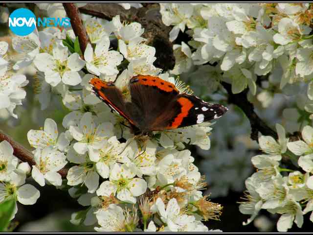 Пеперудена пролет
