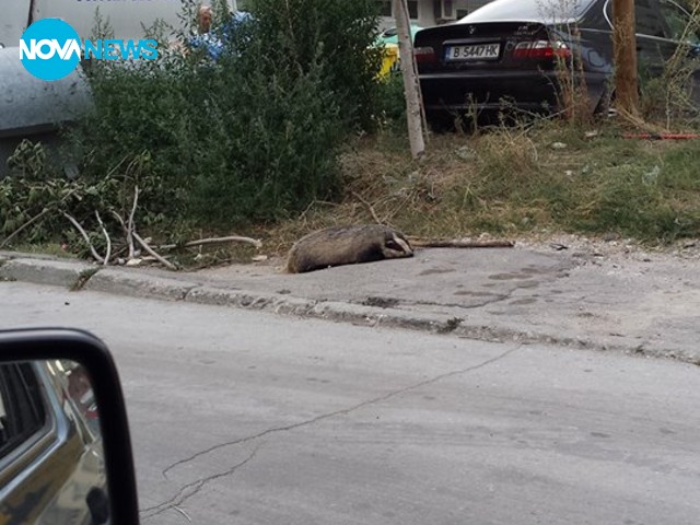 Труп на язовец стои два дни до кофи за боклук