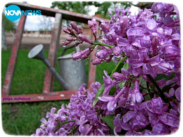 Селска идилия в лилаво