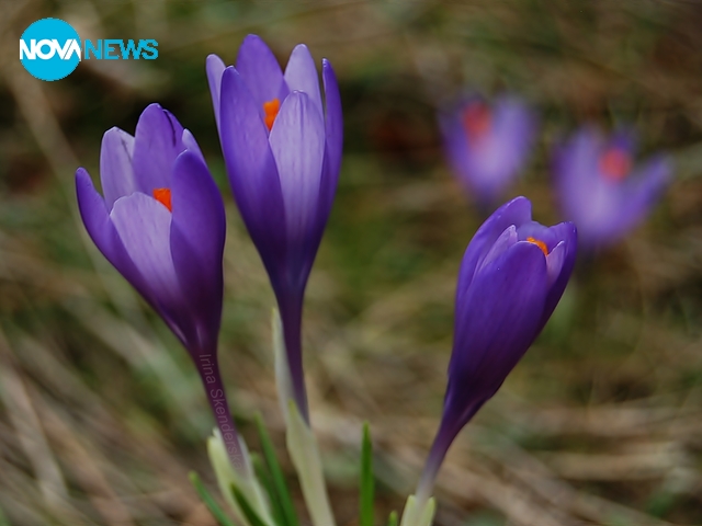 Пролетно настроение