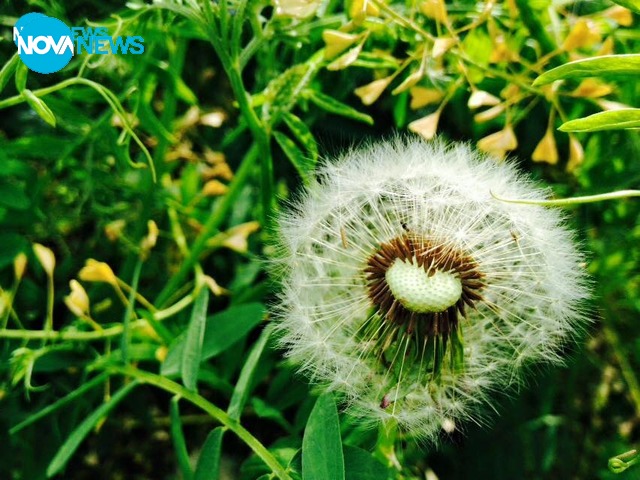 Сред полето