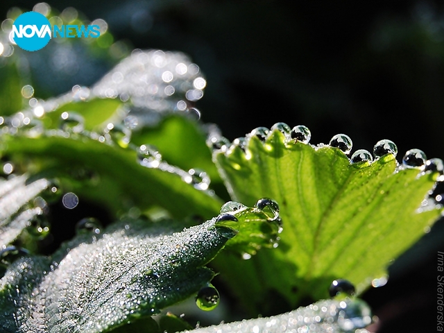 Росно утро 2