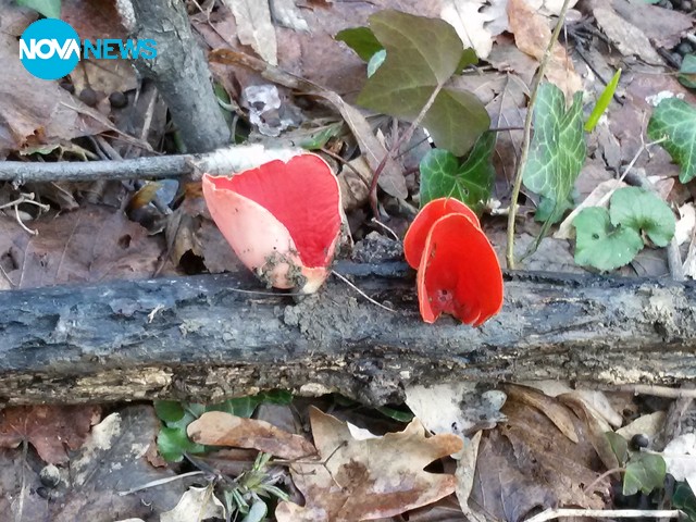 Пролетта идва