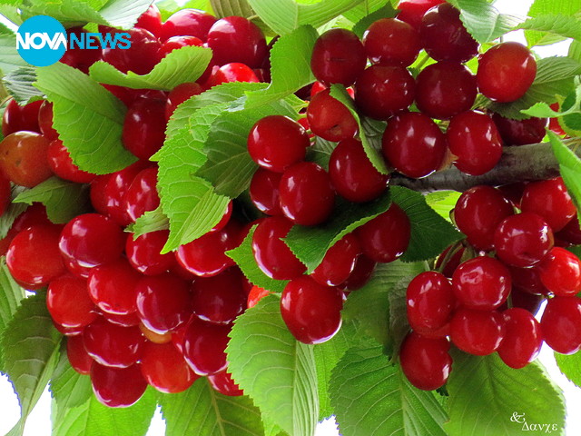 Черешите в Лудогорието апетитно се усмихват!