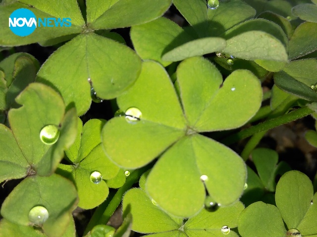 Детелини, окъпани от роса