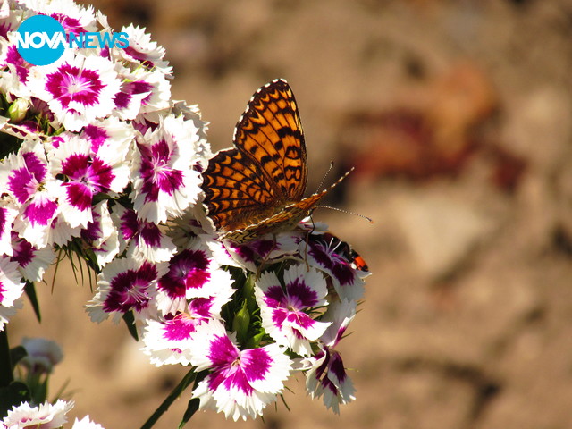 С дъх на пролет
