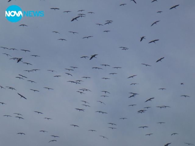 Пролетта и щъркелите
