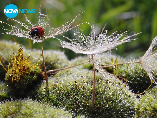 Калинките през месец март