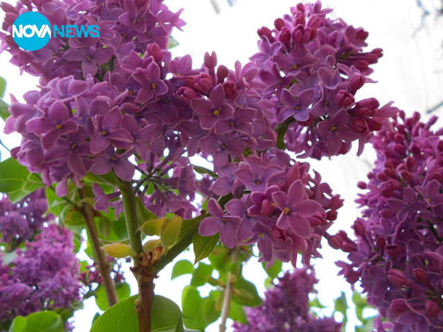 Люляково ухание!