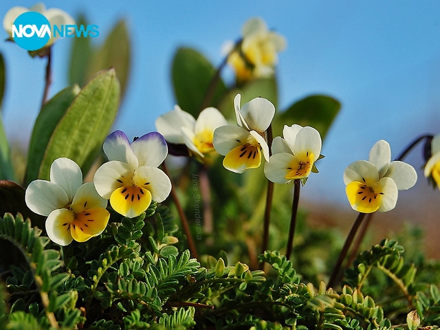 За прогнозата на времето