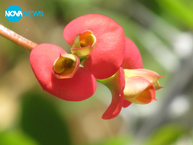 С аромат на пролет