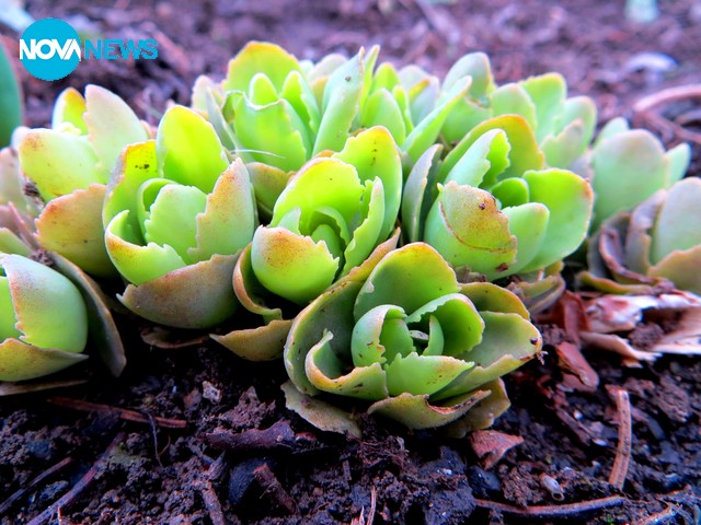 Първите наченки на пролетта